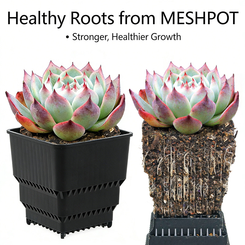MESHPOT 6-Pack Square Pots for - Echeveria Succulent recension och pris